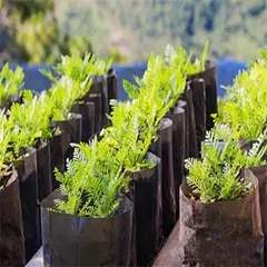 Купить рукав для рассады полиэтиленовый 12 см и другие, черные и белые бухты-рукава для рассады и саженцев