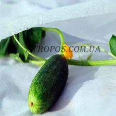 Агроволокно укрывное белое 50 г/м2  6,4x50м \