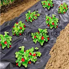 Агроволокно чорне для мульчування 50 г/м2 1,6x100м \