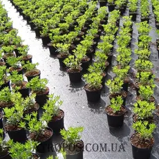 Агротканина чорна застилочна для мульчування 100 г/м2 1,7x25м полуниці та ягоди в Україні