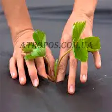 Агроволокно чорне для мульчування ґрунту 50 г/м2 1,07x100м \