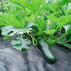 Агроволокно чорне для мульчування ґрунту 50 г/м2 1,07x100м \