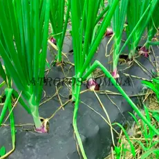 Агроволокно чорне для мульчування ґрунту 50 г/м2 1,07x100м \