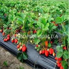 Плівка чорна поліетиленова SHADOW 120 мікрон рукав 1,5м (у розвороті 3м) рулон 100м в Україні